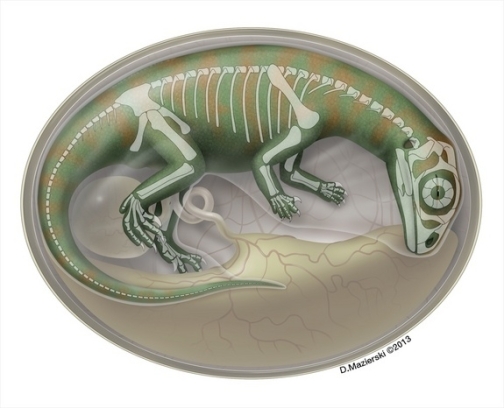 Artist's impression of embryonic Lufengosaurs.  Credit:  D. Mazierski