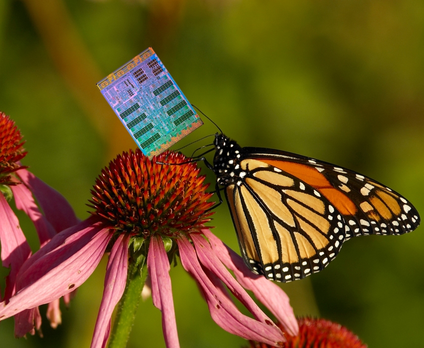Cell Broadband Engine on a cone flower.  Credit:  IBM