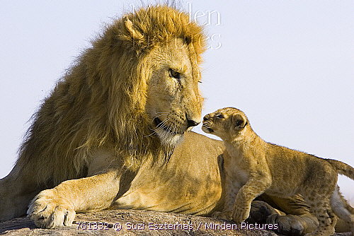 African Lion with seven week old cub in Kenya.  Photo credit:  Suzi Eszterhas Minden Pictures