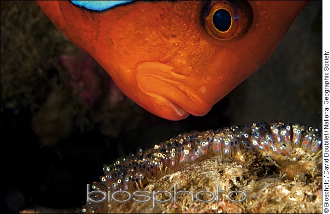 Poisson-clown mâle s'occupant des oeufs prêts à éclore  - A male tomato clownfish tends to his developing eggs. -  -