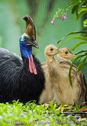 Southern Cassowary male with chicks,  Queensland, Australia. Photo by Kevin Schafer /Minden Pictures