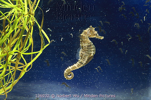 Spotted seahorse male with his recently hatched brood.  Photo by Norbert Wu/Minden Pictures