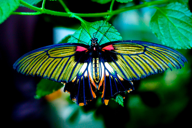 beautiful insects wallpaper