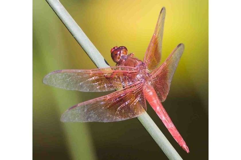 Flame skimmer dragonfly by Pieter van Dokkum