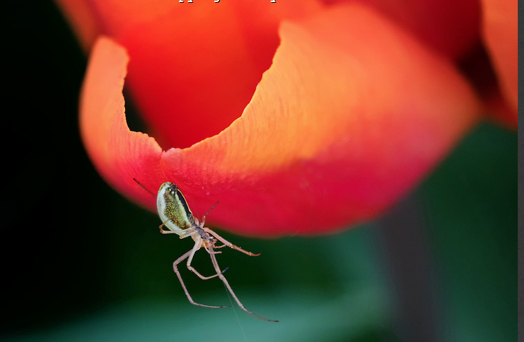 Spider by Gary Grossman