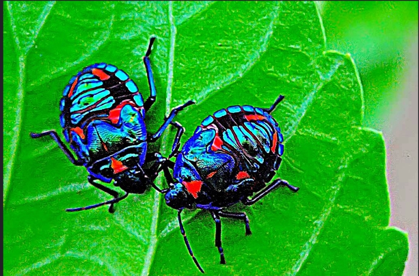 Cotton harlequin nymphs by Geoff Ronalds