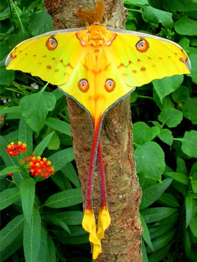 Madagascan moon butterfly (c) Magic of Life Trust