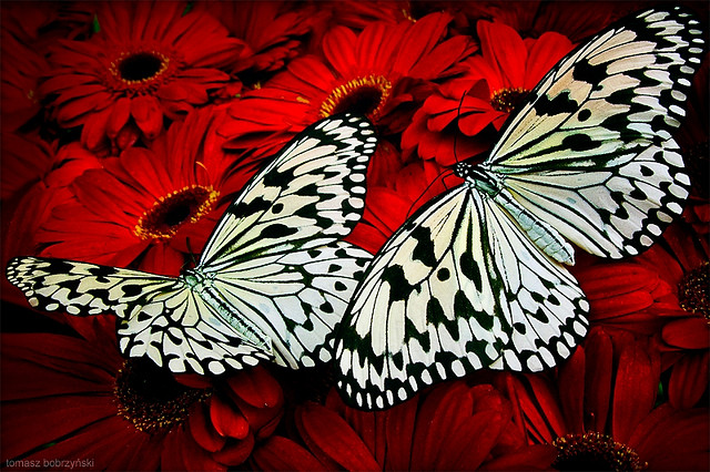 Singapore butterflies by Bob Rzynski/Flickr