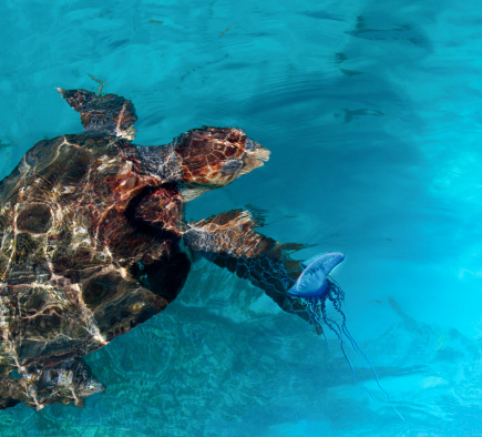 Loggerhead sea turtle preparing to eat Man o' War.  Credit:  Stephen Fink