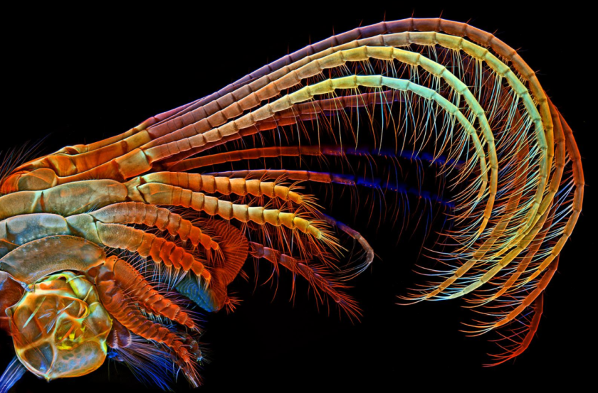 Confocal microphoto of a barnacle appendage by Igor Siwanowicz 