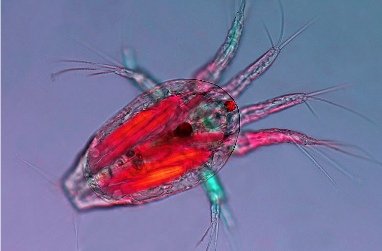 Crustacean (Nauplius) Polarized light micrograph by Marek Mis