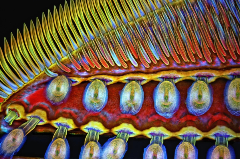 Confocal microphoto showing detail of a foot of a giant diving beetle by Igor Siwanowicz