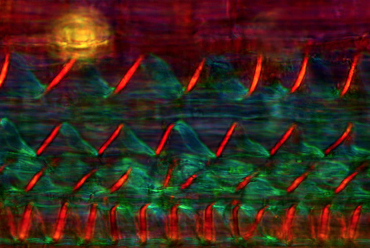 Longitudinal stem cross-section of nettle polarized light micrograph by Marek Mis