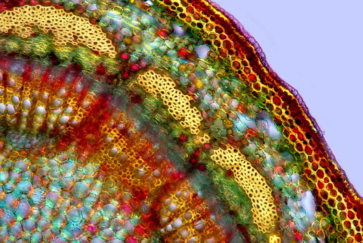 Polarized light micrograph showing a sectioned stem of a young apple tree plant Marek Mis
