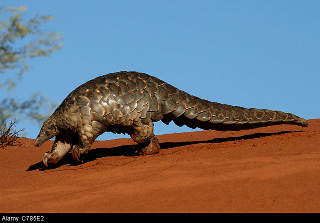Ground Pangolin in Kalahari Desert of South Africa. Credit: Natural History Media/Alamy 