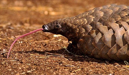 Here's a ground pangolin showing off his long sticky tongue! 