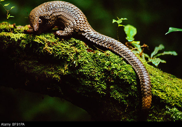 Long Tail Pangolin in the Democratic Republic of Congo Credit: Frans Lanting/Alamy