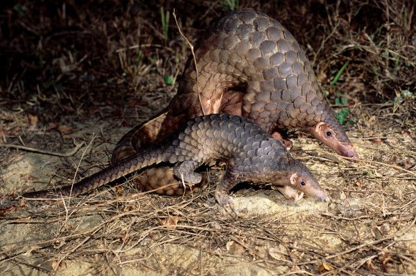 Malayan Pangolin mother and young in Southeast Asia. Credit: Minden Pictures