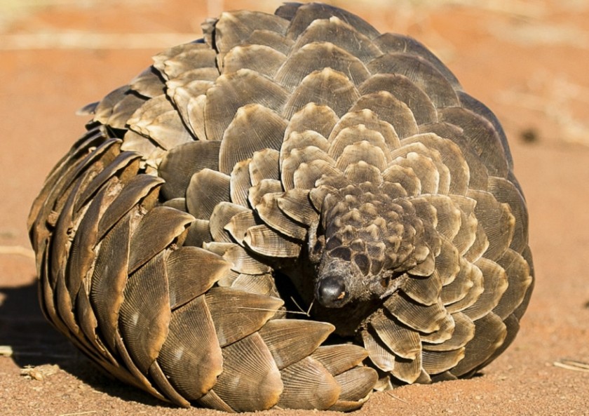 This is a ground pangolin curling into a ball for protection.