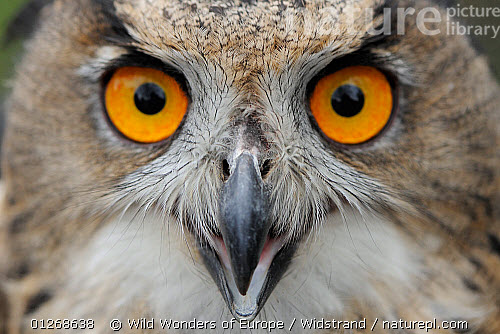 Orange eyed eagle owl. Credit: Wild Wonders of Europe/widstrand/Nature Picture Library 