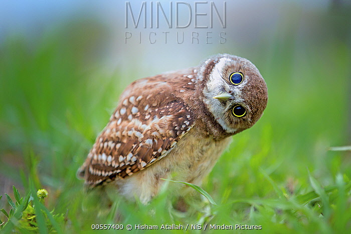 Florida burrowing owlet Credit: Hisham Atallah/Minden Pictures