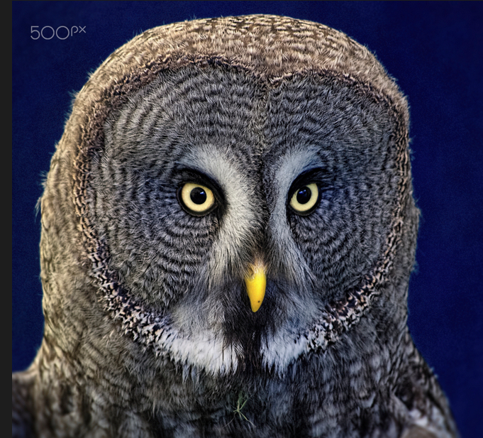 Great Grey Owl by Jacques Larue/500px