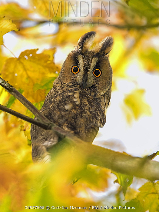 Red owl from Netherland Credit: Gert Jan Ijzerman/Minden Pictures