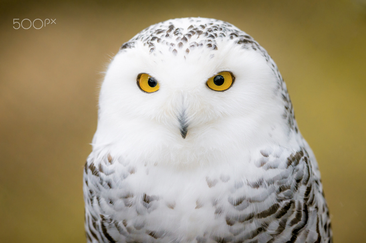Snow owl by Markus van Hauten/500px