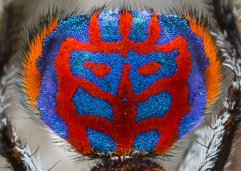 Close-up of the male Australian Maratus "peacock" jumping spider's color display. Photo by Jürgen Otto