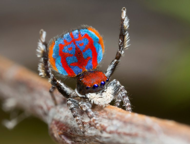 A specimen of the newly-discovered Australian Peacock spider, Maratus Bubo, shows off his colourful abdomen in this undated picture from Australia. Jurgen Otto/Reuters