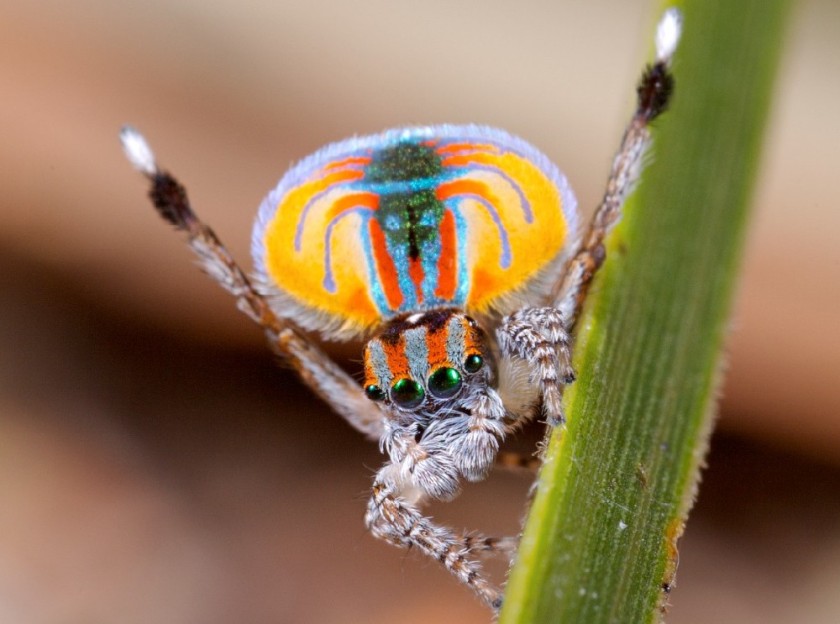 A different display on a male Australian Maratus "peacock" jumping spider. Photo by Jürgen Otto